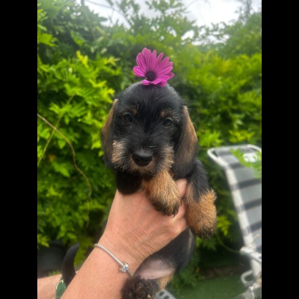Dachshund (Standard &amp; Miniature) - Bitches