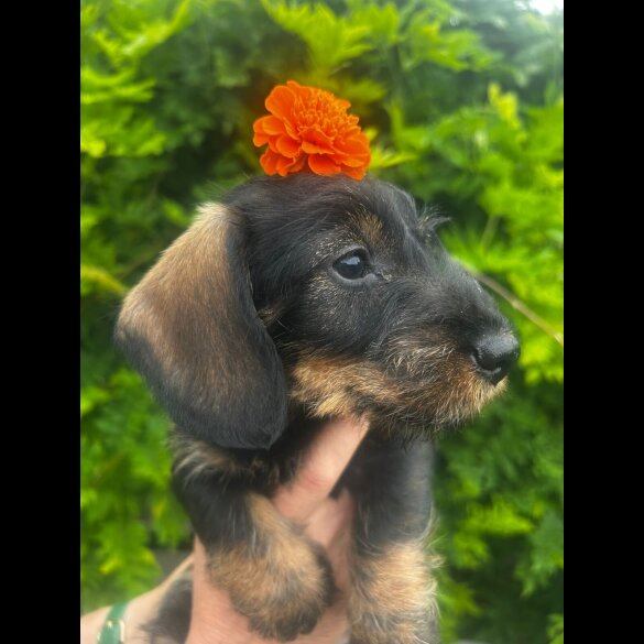 Dachshund (Standard &amp; Miniature) - Bitches