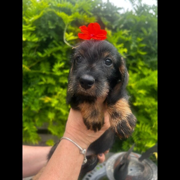 Dachshund (Standard &amp; Miniature) - Bitches