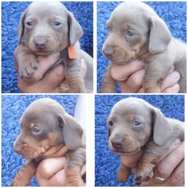 Dachshund (Standard &amp; Miniature) - Both