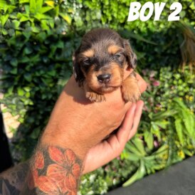 Dachshund (Standard &amp; Miniature) - Both