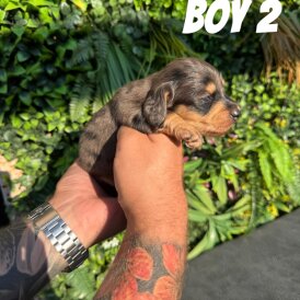 Dachshund (Standard &amp; Miniature) - Both