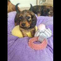 Dachshund (Standard &amp; Miniature) - Both