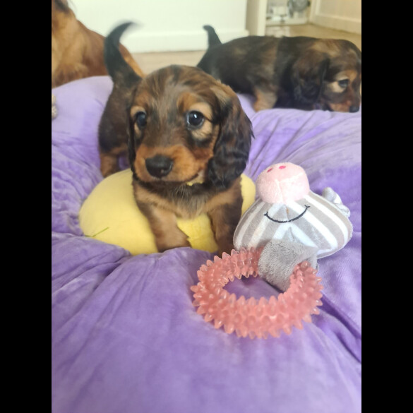 Dachshund (Standard &amp; Miniature) - Both