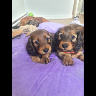 Dachshund (Standard &amp; Miniature) - Both