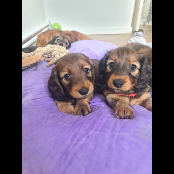 Dachshund (Standard &amp; Miniature) - Both