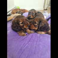 Dachshund (Standard &amp; Miniature) - Both