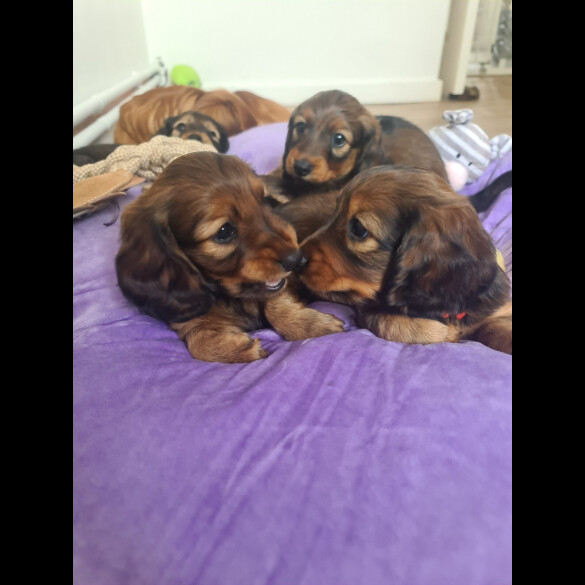 Dachshund (Standard &amp; Miniature) - Both