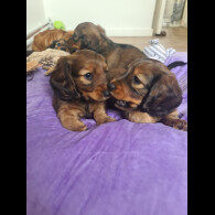 Dachshund (Standard &amp; Miniature) - Both