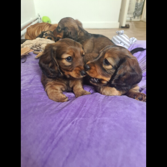 Dachshund (Standard &amp; Miniature) - Both