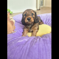 Dachshund (Standard &amp; Miniature) - Both