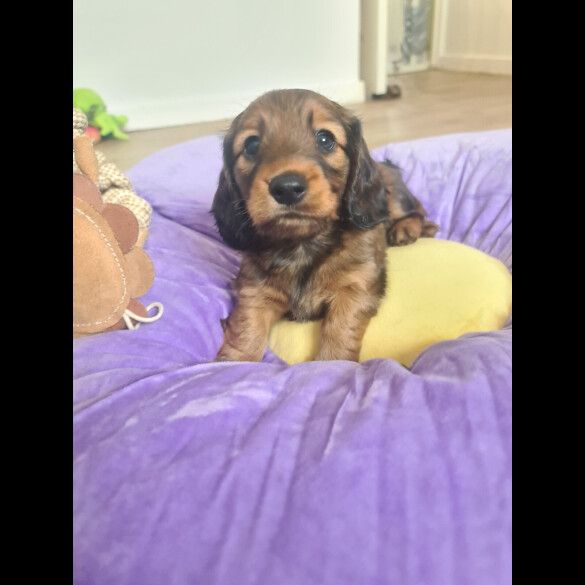 Dachshund (Standard &amp; Miniature) - Both
