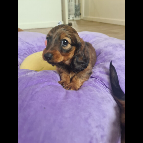 Dachshund (Standard &amp; Miniature) - Both