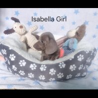 Dachshund (Standard &amp; Miniature) - Both