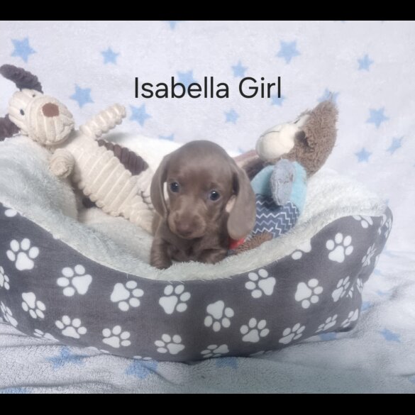 Dachshund (Standard &amp; Miniature) - Both