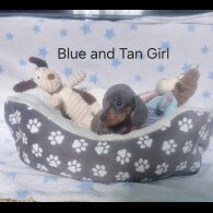 Dachshund (Standard &amp; Miniature) - Both