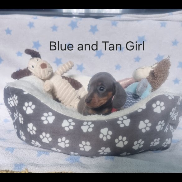Dachshund (Standard &amp; Miniature) - Both