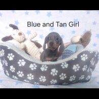 Dachshund (Standard &amp; Miniature) - Both