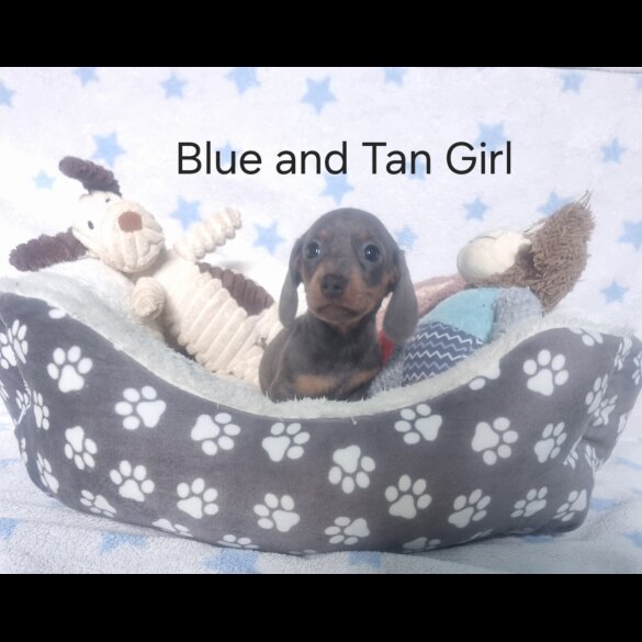 Dachshund (Standard &amp; Miniature) - Both