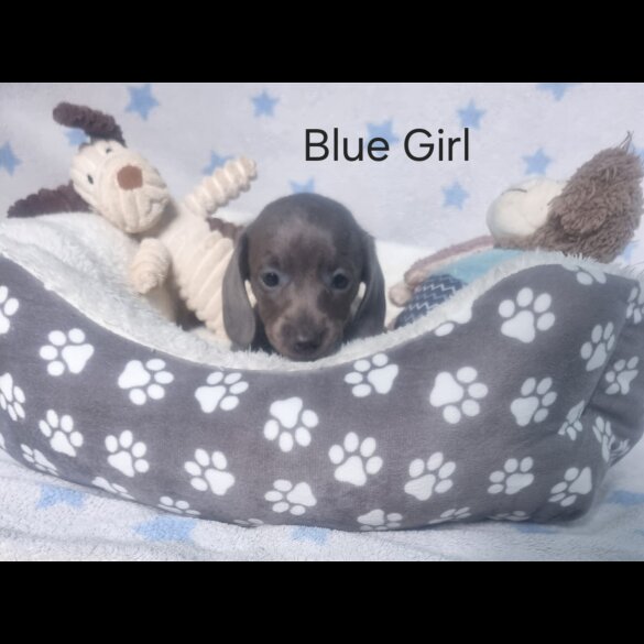 Dachshund (Standard &amp; Miniature) - Both