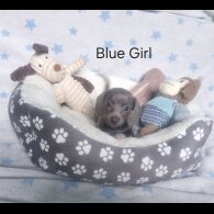 Dachshund (Standard &amp; Miniature) - Both