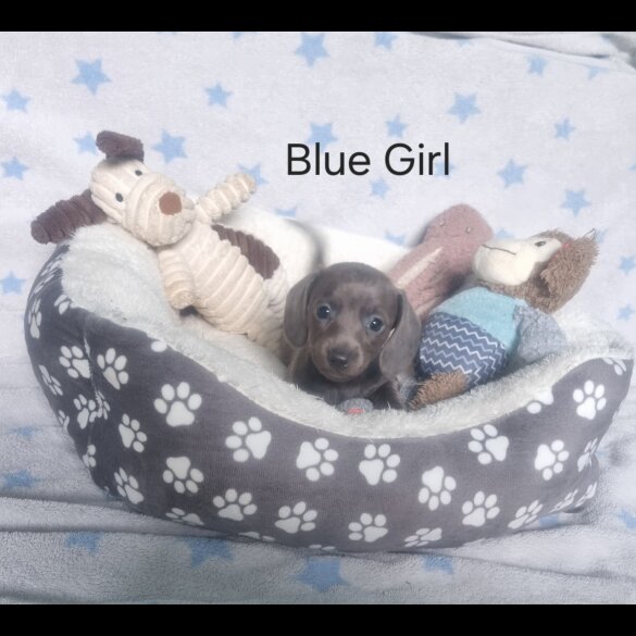 Dachshund (Standard &amp; Miniature) - Both