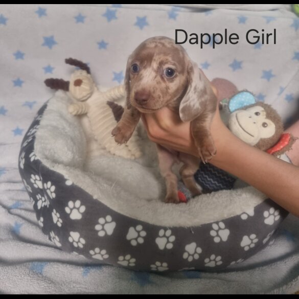 Dachshund (Standard &amp; Miniature) - Both