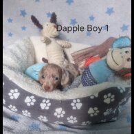 Dachshund (Standard &amp; Miniature) - Both