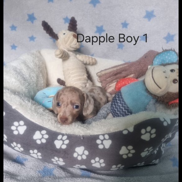 Dachshund (Standard &amp; Miniature) - Both