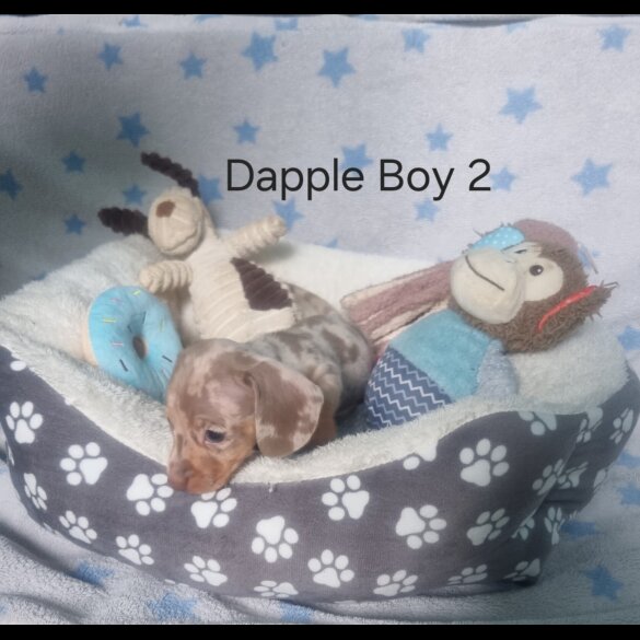 Dachshund (Standard &amp; Miniature) - Both