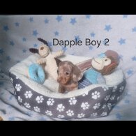 Dachshund (Standard &amp; Miniature) - Both