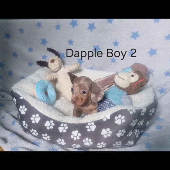 Dachshund (Standard &amp; Miniature) - Both