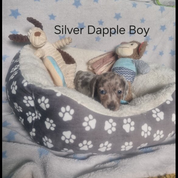 Dachshund (Standard &amp; Miniature) - Both