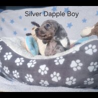 Dachshund (Standard &amp; Miniature) - Both