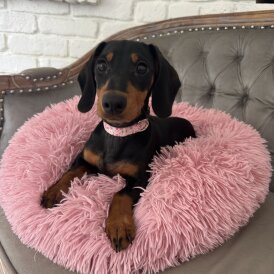 Dachshund (Standard &amp; Miniature) - Both