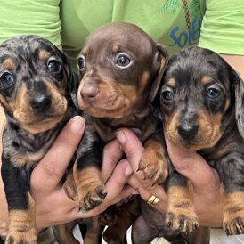 Dachshund (Standard &amp; Miniature) - Both