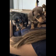 Dachshund (Standard &amp; Miniature) - Both