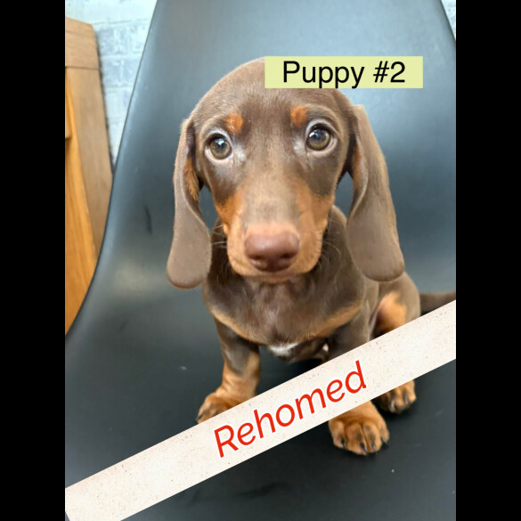 Dachshund (Standard &amp; Miniature) - Dogs