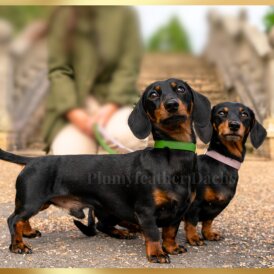 Dachshund (Standard &amp; Miniature)