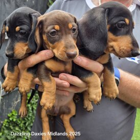 Dachshund (Standard &amp; Miniature) - Bitches