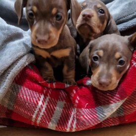Dachshund (Standard &amp; Miniature) - Both