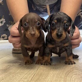 Dachshund (Standard &amp; Miniature) - Both