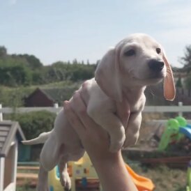 Dachshund (Standard &amp; Miniature) - Both