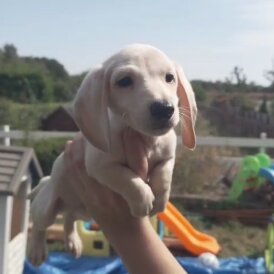 Dachshund (Standard &amp; Miniature) - Both