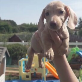 Dachshund (Standard &amp; Miniature) - Both