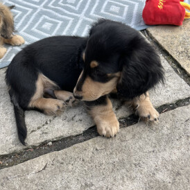 Dachshund (Standard &amp; Miniature) - Dogs