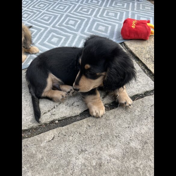 Dachshund (Standard &amp; Miniature) - Dogs