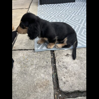 Dachshund (Standard &amp; Miniature) - Dogs