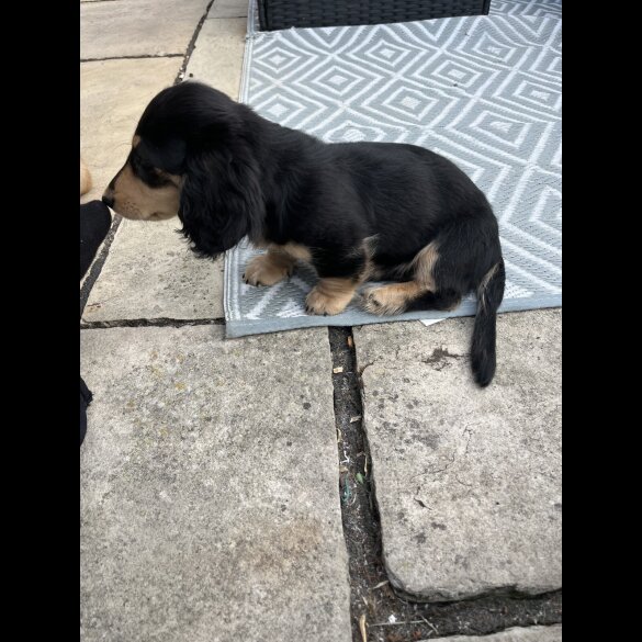 Dachshund (Standard &amp; Miniature) - Dogs