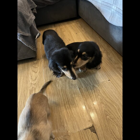 Dachshund (Standard &amp; Miniature) - Dogs